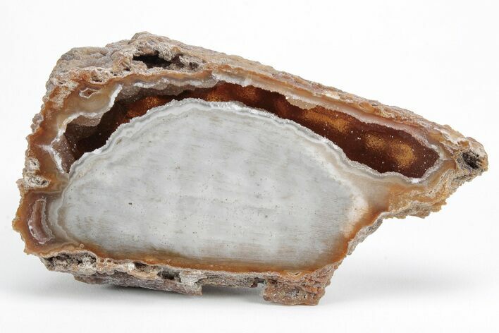 Agate Replaced Fossil Coral - Florida #212998